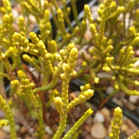 Hebe hectorii subsp. demissa